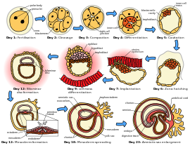 Las etapas iniciales de la embriogénesis humana.  