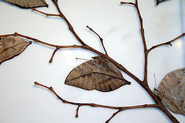 Kallima inachus , a borboleta de folha indiana Mostra a aparência de folha da parte inferior da asa, visível quando as asas estão fechadas. Isto é típico de todo o gênero.