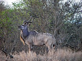 En stor Kudu-tjur  