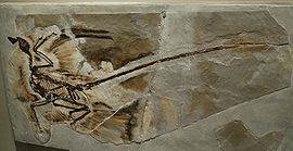 Een afgietsel van het type-exemplaar van Microraptor gui in het American Museum of Natural History in New York. De veren zitten zowel op de voor- als achterpoten.  