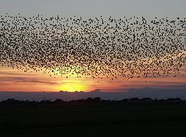 丹麦日落时分的椋鸟群