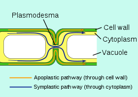 Plazmodezma leidžia molekulėms keliauti tarp augalų ląstelių simplastiniu keliu.