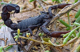 En svart skorpion