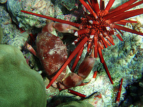 Krab v akci na mořském ježkovi