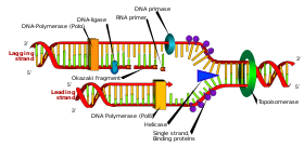 Erros ocasionais podem ocorrer durante a replicação de DNA.