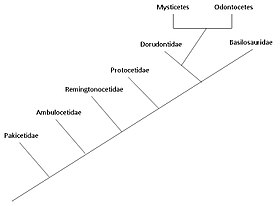 Eine Phylogenie, die die Verwandtschaftsbeziehungen zwischen Wal-Familien zeigt.