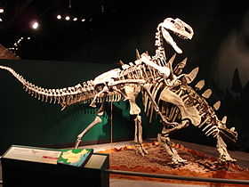 Een fossiele melée van een stegosaurus (Tuojiangosaurus) en een middelgrote theropode (Monolophosaurus), Field Museum in Chicago.  
