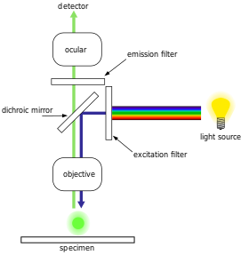 Schema van een fluorescentiemicroscoop.