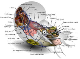 Anatomie nautiluse