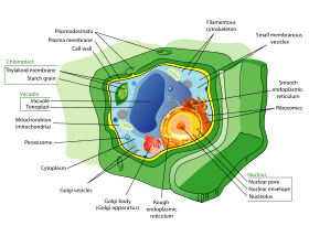 Estructura de la célula vegetal  
