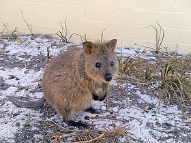 Quokka, Rottnest Eiland, West Australië