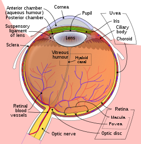 Lidské oko Obraz promítaný na sítnici je díky optice oka převrácený.  