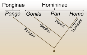Cladogram of the family of the great apes (Hominidae) and their subfamilies Ponginae and Homininae as well as of the genera Pongo (orangutans), Gorilla, Pan (chimpanzees) and Homo still living today.