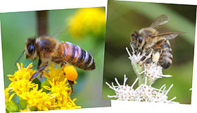 Bestuiversconstantie : deze twee honingbijen, die op hetzelfde tijdstip en dezelfde plaats actief zijn, bezoeken elk slechts bloemen van één soort: zie de kleur van het stuifmeel in hun mandjes  