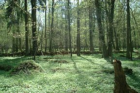 Białowieżan kansallispuisto