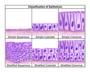 Another illustration for the classification of epithelial tissue (English labeling).