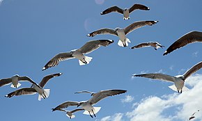 Clearly visible, spread wing feathers and control feathers of flying Dominican Gulls