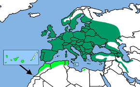 Distribution area of the blue tit: dark green: caeruleus grouphell green : teneriffae group