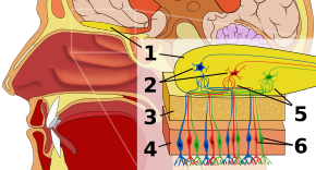 The sensory organ of the human olfactory system is the olfactory mucosa on the roof of the nasal cavities - nerve fibres reach the (secondary) afferent nerve cells located in the olfactory bulb (1, bulbus olfactorius) (2, mitral cells), nerve fibres pass through the skull bone (3, ethmoid bone) from the nasal mucosa (4, regio olfactoria) to the (primary) sensory cells (6, olfactory cells), where they form tangle-like connecting forms (5, glomeruli olfactorii).