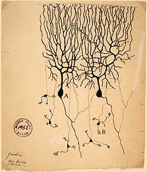 Two Purkinje cells and five granule cells from the cerebellum of a pigeon (drawn by Santiago Ramón y Cajal, 1899).