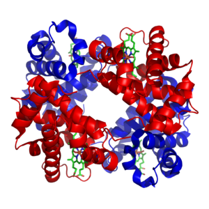 Trojrozměrná struktura hemoglobinu, globulárního proteinu.