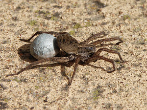 Austrālijas vilka zirneklis ar olu maisiņu, kas piestiprināts pie spinneretēm.