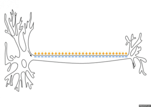 Conduction of an action potential across the membrane along the axon of a neuron.
