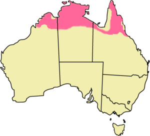 Розовые участки показывают места обитания кенгуру-антилопина.