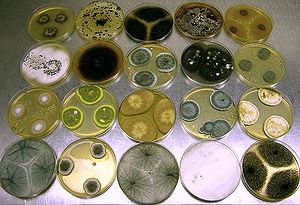 Diverse schimmels, waaronder Penicillium en Aspergillus spp. die in axenische (één soort) cultuur groeien.  