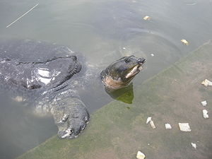 Boczny profil dorosłego żółwia bostamskiego.