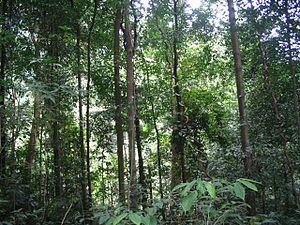Parte del denso bosque primario del BTNR.  