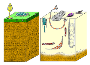 Ecco come sono cambiati i fondali marini durante il periodo cambriano.
