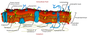 Opbouw van een eukaryotisch celmembraan