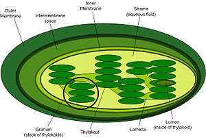 Diagram van een chloroplast
