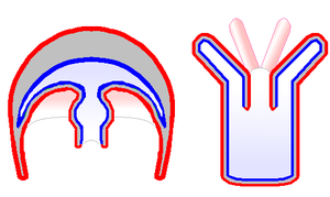 Dwie podstawowe formy ciała Cnidaria: lewa, meduza i prawa, polip