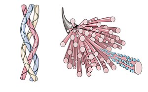 Collageen met drievoudige helix (links) en microscopische structuur (rechts).