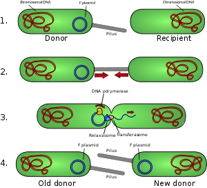 Disegno schematico della coniugazione batterica. Schema di coniugazione 1- La cellula donatrice produce il pilus. 2- Il pilus si attacca alla cellula ricevente e riunisce le due cellule. 3- Il plasmide mobile viene intaccato e un singolo filamento di DNA viene poi trasferito alla cellula ricevente. 4- Entrambe le cellule sintetizzano un filamento complementare per produrre un plasmide circolare a doppio filamento e riproducono anche il pilus; entrambe le cellule sono ora donatori vitali.