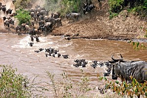 Przekraczanie rzeki Wildebeest w Afryce Wschodniej