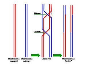 Crossing over finder sted mellem kromatiderne i de to homologe forældrekromosomer. Moderlige kromatider er røde, faderlige kromatider er blå. Linjerne peger på chiasmata (krydsninger).