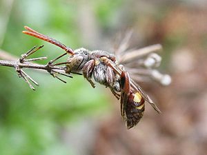 Uma abelha cuco do gênero Nomada, dormindo. Está ancorada por sua mandíbula.