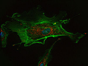 Célula endotelial: núcleo corado de azul, mitocôndria corada de vermelho, e F-actin, um componente de microfilamentos, corado de verde. Célula imitada em um microscópio fluorescente.