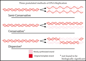 Um resumo dos três métodos de síntese de DNA sugeridos