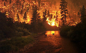 Un incendio selvaggio nella foresta nazionale di Bitterroot, Montana