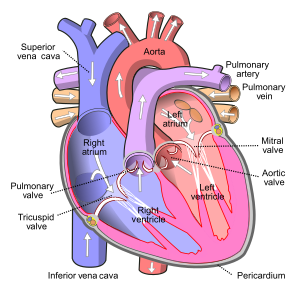 Estrutura do coração: As setas mostram a direção do fluxo de sangue.
