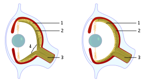 En el ejemplo de los vertebrados, 4 representa el punto ciego, que está notablemente ausente en el ojo del pulpo. En los vertebrados (izquierda) 1 representa la retina y 2 las fibras nerviosas, incluido el nervio óptico (3), mientras que en el ojo del pulpo (derecha) 1 y 2 representan las fibras nerviosas y la retina respectivamente.