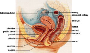 Sistema reprodutivo interno feminino humano