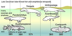 Na especiação dos vertebrados Devonianos tardios, os descendentes de peixes pelágicos com barbatanas de lobo - como Eusthenopteron - tiveram uma série de adaptações: - Panderichthys, adequados para águas rasas e lamacentas; - Tiktaalik com barbatanas semelhantes a membros que poderiam levá-lo para terra; - Tetrápodes precoces em pântanos cheios de ervas daninhas, como por exemplo:   - Acanthostega que tinha pés com oito dígitos, - Ichthyostega com membros. Os descendentes também incluíam peixes pelágicos com barbatanas de lobo, tais como: espécies de celacanto.