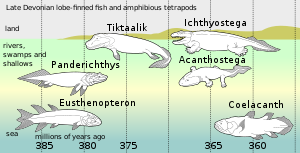 Under den sena devoniska artbildningen av ryggradsdjur hade ättlingar till pelagiska fiskar med loppfena - som Eusthenopteron - en rad anpassningar:  - Panderichthys, anpassad till leriga grundområden, - Tiktaalik med lemliknande fenor som kunde ta den till land, - Tidiga tetrapoder i ogräsfyllda träsk, som t.ex:    - Acanthostega som hade fötter med åtta fingrar, - Ichthyostega med lemmar.   Bland efterföljarna fanns också pelagiska fiskar med loppfenor, t.ex. arter av nåldjur.  
