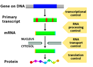 Diagram dat laat zien in welke stadia van de DNA-mRNA-eiwitroute expressie kan worden gecontroleerd