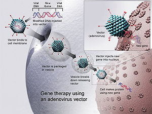 Gentherapie met een adenovirale vector. Een nieuw gen wordt in een virus gestopt, dat vervolgens in een mens wordt gestopt. Als de behandeling succesvol is, zal het nieuwe gen een werkend enzym maken, dat de ziekte zal behandelen.